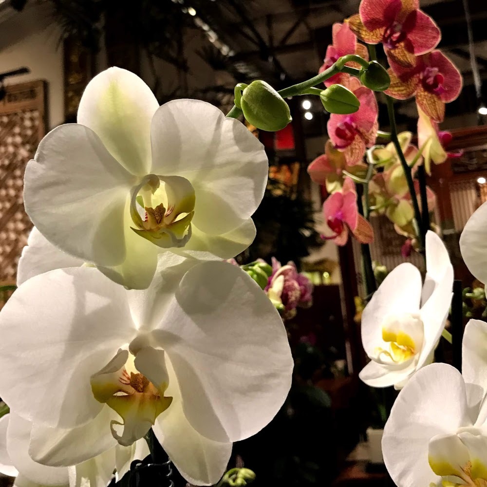 Meet your Posher, Van